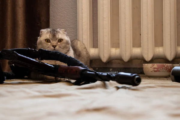 A domestic cat sits near a military machine gun and a pistol in a residential building, house and order protection, military weapons and a cat, war in Ukraine 2022