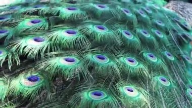 Yazın güneşin altında bir tavus kuşunun kuyruğu. Parkta bir tavus kuşu.