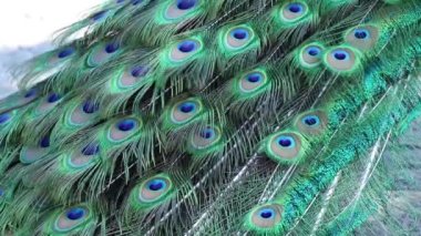 Yazın güneşin altında bir tavus kuşunun kuyruğu. Parkta bir tavus kuşu.