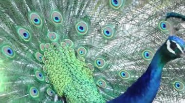 Yazın güneşin altında bir tavus kuşunun kuyruğu. Parkta bir tavus kuşu.