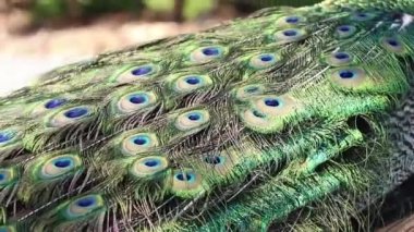 Yazın güneşin altında bir tavus kuşunun kuyruğu. Parkta bir tavus kuşu.