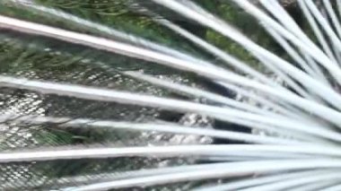 Yazın güneşin altında bir tavus kuşunun kuyruğu. Parkta bir tavus kuşu.