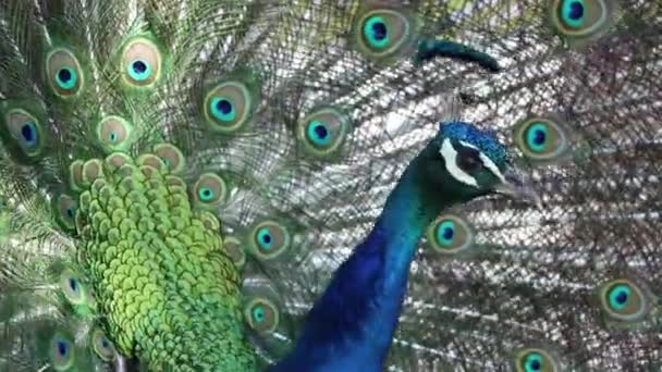 Paw Ptak Latem Parku Oñcu Ukrainie Paw Zbliżenie — Wideo stockowe