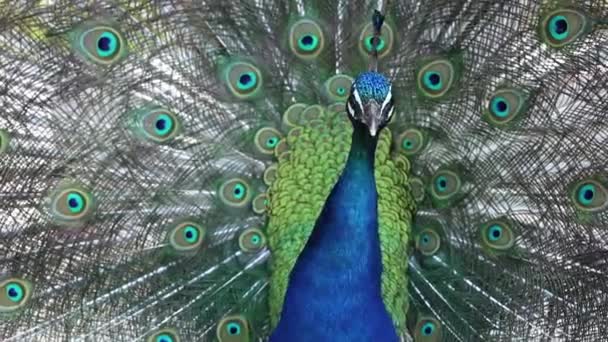 Paw Ptak Latem Parku Oñcu Ukrainie Paw Zbliżenie — Wideo stockowe