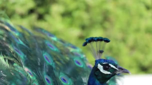 Ogon Pawia Latem Słońcu Zbliżenie Paw Ptak Parku — Wideo stockowe