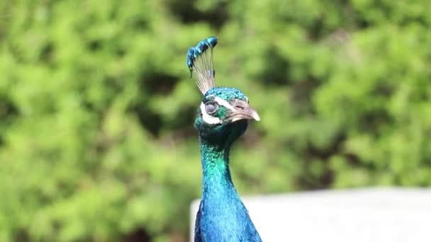 Peacock Vogel Zomer Het Park Zon Oekraïne Een Pauw Close — Stockvideo