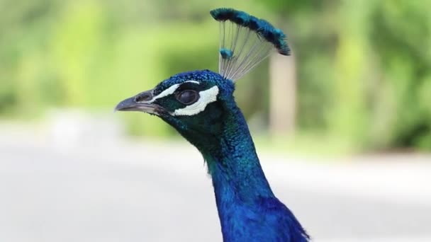 Uccello Pavone Estate Nel Parco Sole Ucraina Pavone Primo Piano — Video Stock