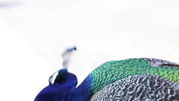 Oiseau Paon Été Dans Parc Soleil Ukraine Gros Plan Sur — Video