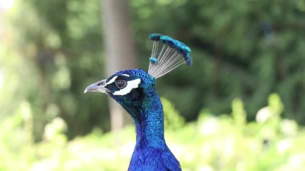 Uccello Pavone Estate Nel Parco Sole Ucraina Pavone Primo Piano — Video Stock