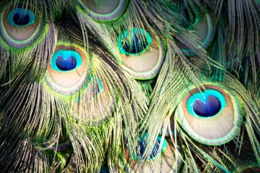 Yazın güneşin altında bir tavus kuşunun kuyruğu. Parkta bir tavus kuşu.