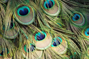 Yazın güneşin altında bir tavus kuşunun kuyruğu. Parkta bir tavus kuşu.