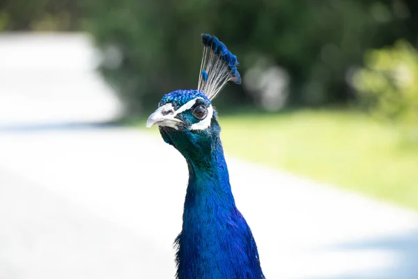 Uccello Pavone Estate Nel Parco Sole Ucraina Pavone — Foto Stock