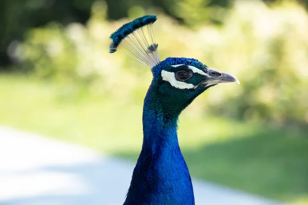 Uccello Pavone Estate Nel Parco Sole Ucraina Pavone — Foto Stock