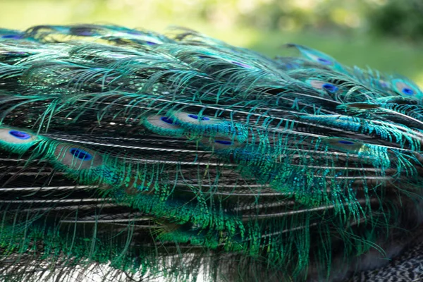 Coda Pavone Estate Sole Primo Piano Uccello Pavone Nel Parco — Foto Stock