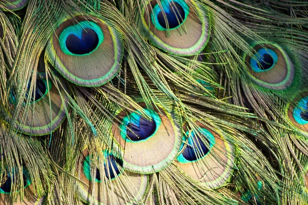 Yazın güneşin altında bir tavus kuşunun kuyruğu. Parkta bir tavus kuşu.