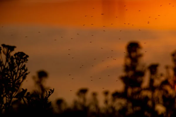 A swarm of commas flies against the backdrop of a sunset on the banks of the Dnieper River, the environment, mosquitoes and midges