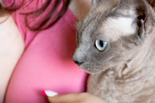 Don Sphynx Hands Girl Home Purebred Sfinsk Domestic Cat Portrait — Foto de Stock