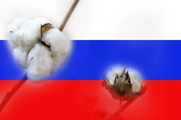 Cotton Dry Flower Background Flag Russia Denial Explosions Russia Missile — ストック写真