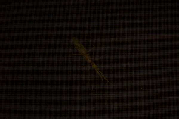 Praying mantis sits on a mosquito net on the window in the apartment at night,wildlife