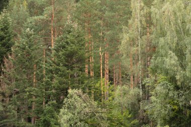 Sonbaharda Ukrayna 'da kozalaklı Karpat Ormanı, arka plan olarak dağlarda yeşil ağaçlar