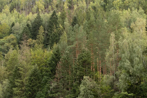 Barrskog Ukraina Hösten Gröna Träd Bergen Som Bakgrund — Stockfoto