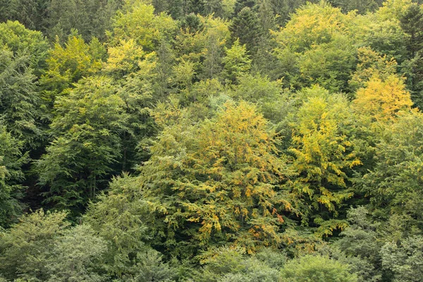 Foresta Carpatica Conifere Ucraina Autunno Alberi Verdi Montagna Come Sfondo — Foto Stock