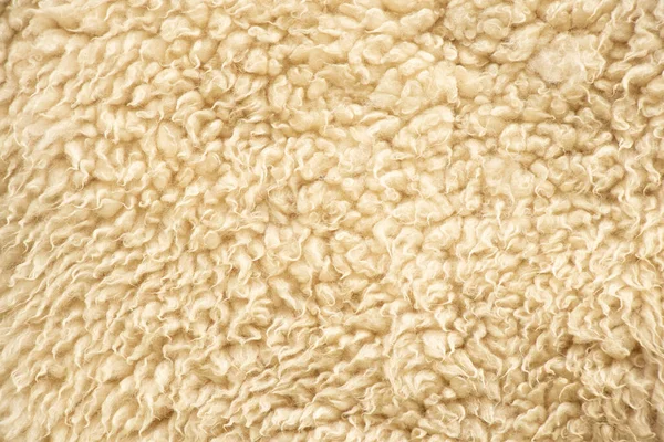 White sheep wool as a background, natural wool, live animal