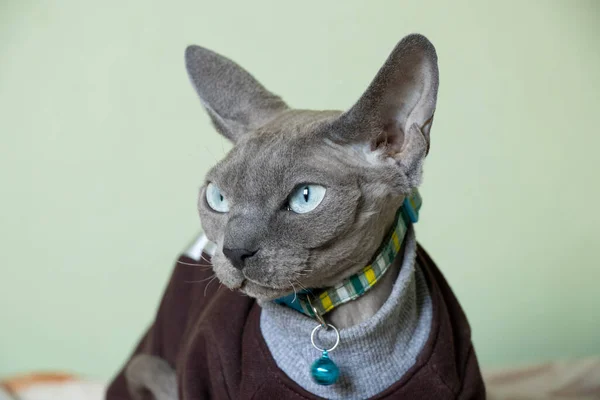 グレースフィンクスは猫の服でソファの上に家に座って デンマークの猫 — ストック写真