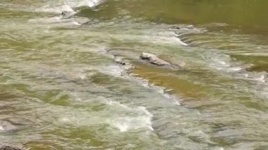 Sonbaharda gün içinde Ukrayna 'nın arka planında hızlı bir akıntıya sahip Carpathian dağı nehri, doğa