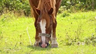 Tepedeki Karpatlar 'daki kahverengi at, Karpatların doğası.
