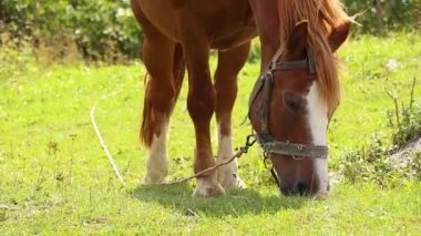 Tepedeki Karpatlar 'daki kahverengi at, Karpatların doğası.