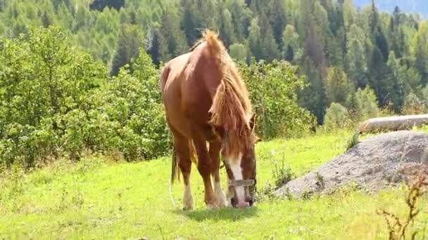 Brązowy Koń Karpatach Wzgórzu Natura Karpat — Wideo stockowe