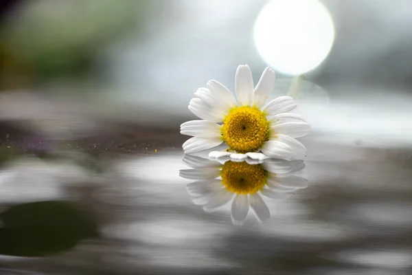 One Chamomile Flower Lies Black Glossy Background Sun Flowers Romance — Stock Photo, Image