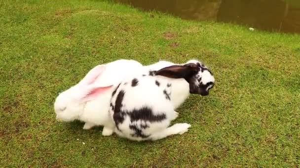 Adult Rabbits Sit Parks Summer Green Grass Ukraine Animal — Stock Video