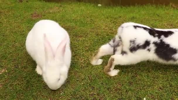 Vuxna Kaniner Sitta Parker Sommaren Grönt Gräs Ukraina Ett Djur — Stockvideo
