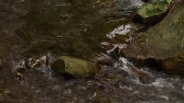 Sonbahar aylarında Ukrayna 'da arka planda hızlı bir akıntı olan Karpatya dağ nehri, doğa