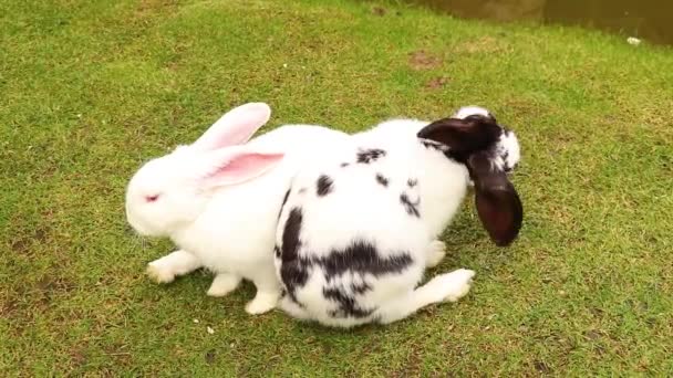 大人のウサギは ウクライナの緑の芝生の上の夏に公園に座っています — ストック動画