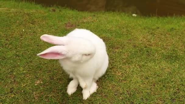 Vuxen Kanin Sitter Parker Sommaren Grönt Gräs Ukraina Ett Djur — Stockvideo