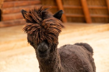 Lama Ukrayna, Lama 'daki Karpatlar' da yedekte.