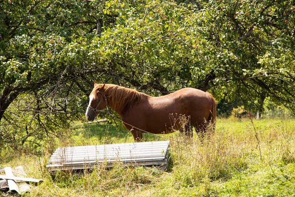 Brown Horse Carpathians Hill Nature Carpathians Horse — Stock Photo, Image