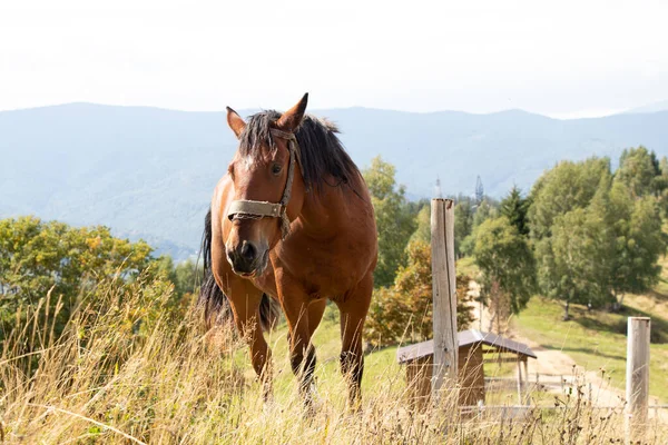 丘の上のカルパチア人の茶色の馬 カルパチア人の性質 — ストック写真