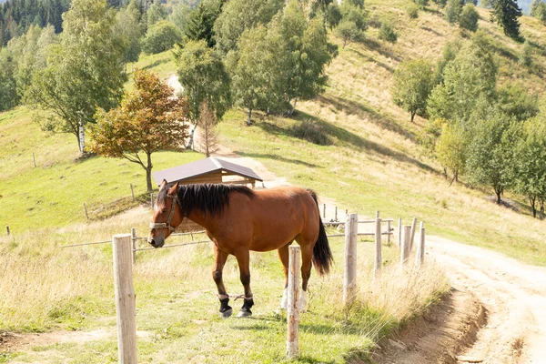 Brown Horse Carpathians Hill Nature Carpathians Horse — Stock Photo, Image