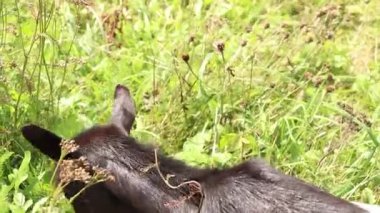 Karpatlar Ukrayna 'nın dağlarındaki bir tepede ot yer, keçi siyah beyaz, Karpatlar