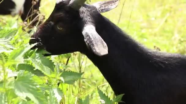 Cabra Cárpatos Come Grama Uma Colina Nas Montanhas Ucrânia Cabras — Vídeo de Stock