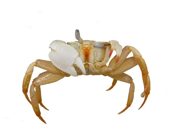 Red land crab, Gecarcinus quadratus, in front of white background ...