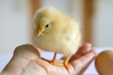 küçük tüylü sarı civciv duran avuç
