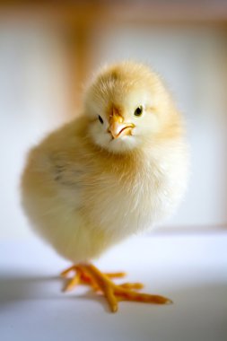 küçük tüylü sarı civciv duran yarım dönüş WHI doğum içinde