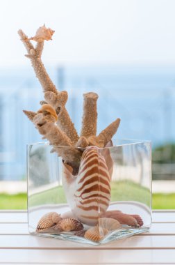 mercan ve kabukları kullanılarak oluşturulan bir centerpiece