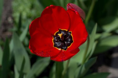 çiğ damlaları ile kırmızı lale