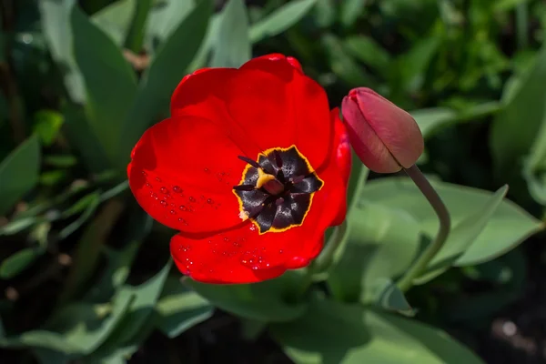 Tulipano rosso con gocce di rugiada — Foto Stock